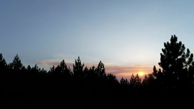 Nature Aerial Top view and side flying over the beautiful sunset with pine tree top forest. Reveal and parallax with sun flare and tree silhouette as mask over beautiful nature in background.