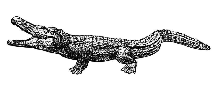 Crocodile silhouette on white background