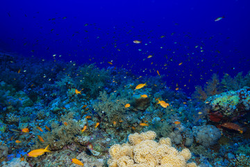 Naklejka na ściany i meble Coral reefs of the Red Sea, Egypt