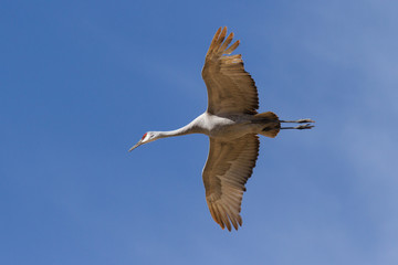 Sandhill Crane in Flight Against the Clear Blue Sky
