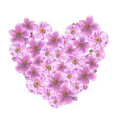 Pink anemone flowers and buds in heart form. Watercolor illustration on white background.