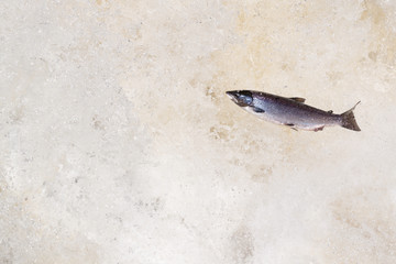 Leaping Atlantic salmon (salmo salar).