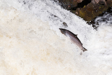 Leaping Atlantic salmon (salmo salar).