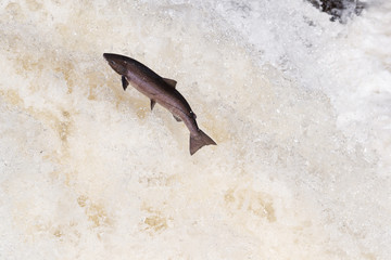 Leaping Atlantic salmon (salmo salar).