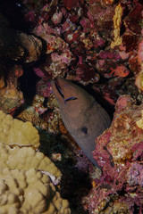 Moray Eel at the Red Sea, Egypt