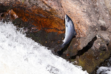 Leaping Atlantic salmon (salmo salar).