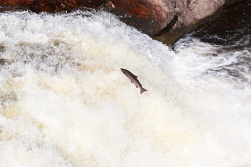 Leaping Atlantic salmon (salmo salar).