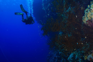 Diving the Red Sea, Egypt