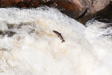 Leaping Atlantic salmon (salmo salar).