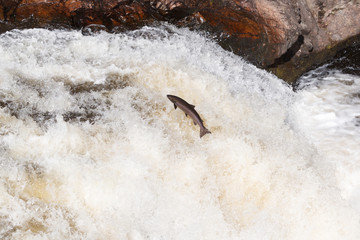 Leaping Atlantic salmon (salmo salar).