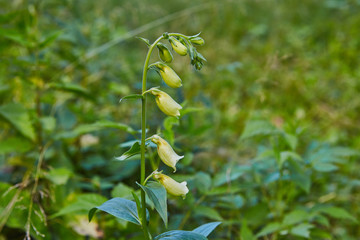 Big-flowered foxglove plant grows in forest poisoned herb © Ekaterina