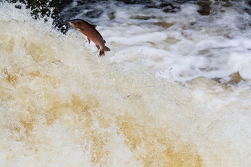 Leaping Atlantic salmon (salmo salar).