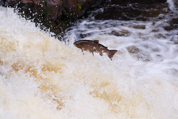 Leaping Atlantic salmon (salmo salar).