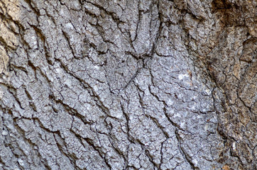Oak Bark