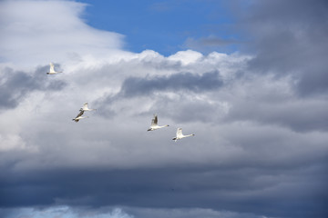 Storks flying with stormy sky background
