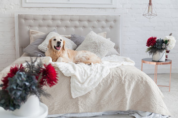 Naklejka na ściany i meble Happy smiling golden retriever puppy dog in luxurious bright colors classic eclectic style bedroom with king-size bed and bedside table, red flowers. Pets friendly hotel or home room.
