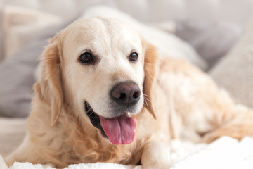 Happy smiling golden retriever puppy dog in luxurious bright colors classic eclectic style bedroom with king-size bed and bedside table. Pets friendly  hotel or home room.