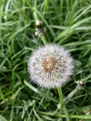 Diente de león 