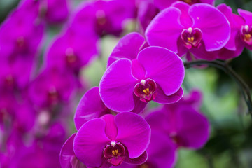 Fototapeta premium Orchids in the garden.