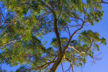 Late Sun Gum
