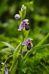 Wild rare bee orchid blooming in mediterranean area at spring