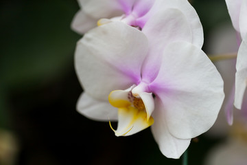 Fototapeta na wymiar Orchids in the garden.