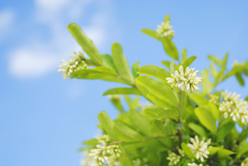 つぼみ　空　素材