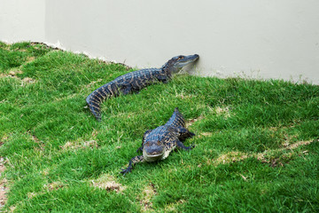 Crocodiles on a crocodile farm in South Africa