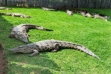 Crocodiles on a crocodile farm in South Africa