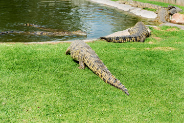 Crocodiles on a crocodile farm in South Africa