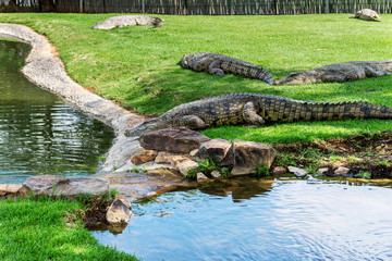 Crocodiles on a crocodile farm in South Africa