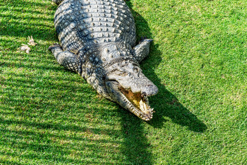 Crocodiles on a crocodile farm in South Africa