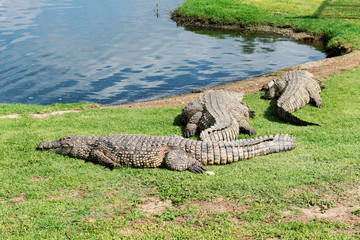 Crocodiles on a crocodile farm in South Africa