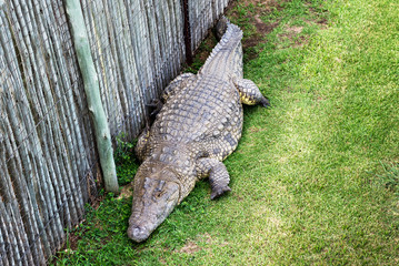 Crocodiles on a crocodile farm in South Africa