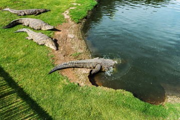 Crocodiles on a crocodile farm in South Africa