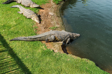 Crocodiles on a crocodile farm in South Africa