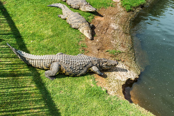Crocodiles on a crocodile farm in South Africa