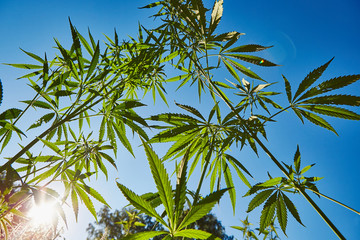 Beautiful still life with copy space of marijuana plant on blue sky background