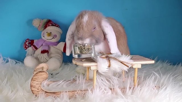 Cute winter bunny rabbit lop dwarf pet concept