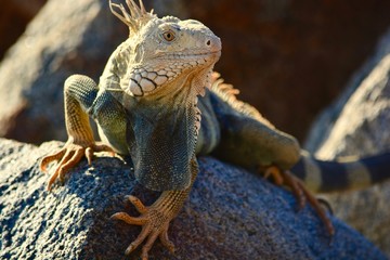 A sunbathing Iguana in the summer