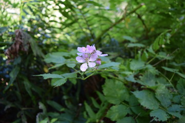 Obraz premium paisajes