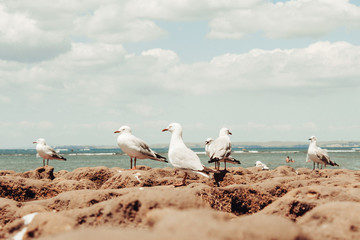 Seagull Flock on Rocks