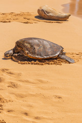 Obraz premium Sea turtle sleeping on the sand