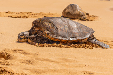Obraz premium Green sea turtle and Hawaiian monk seal resting on beach 