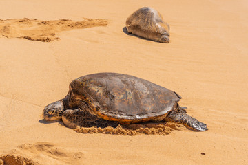 Green sea turtle and Hawaiian monk seal resting on beach 