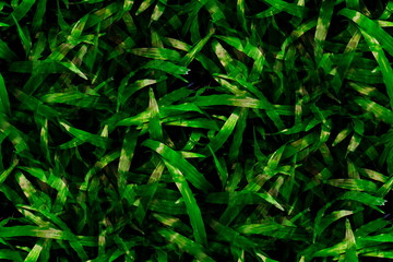 Closeup the lush green grass on the field as nature background and textured