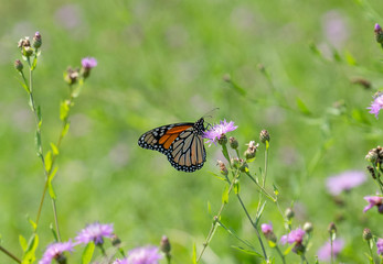 Monarch Butterfly