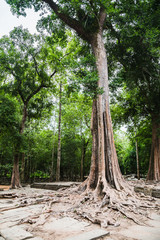 Photo of giant tree roots covering temple in Siem Reap park, Cambodia