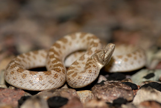 Hypsiglena jani