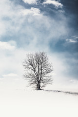 tree in winter